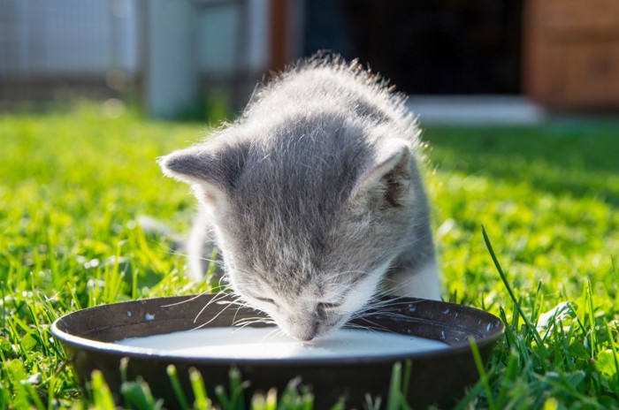 外でミルクを飲む子猫