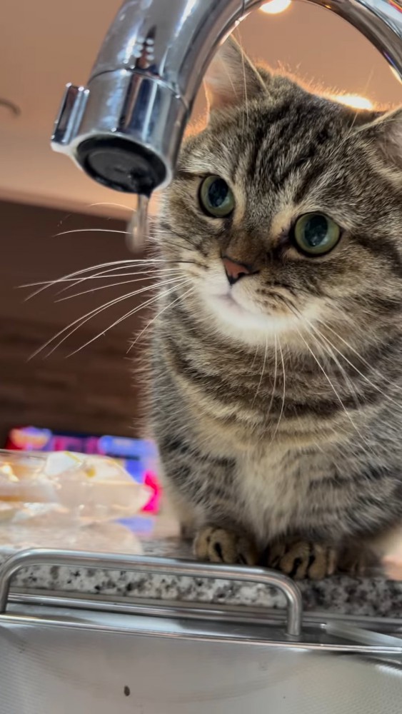 蛇口の水滴を見る猫