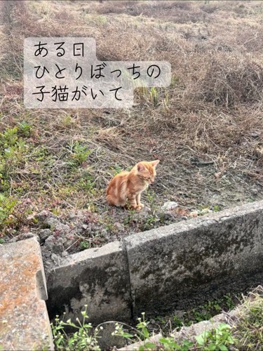 外で座っている子猫
