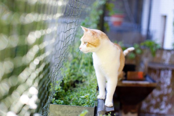 猫と手作りの柵があるベランダ