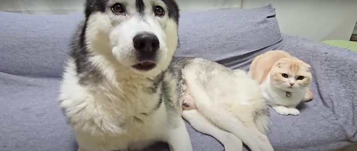 横になる犬と猫