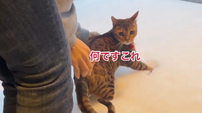 振り向く猫