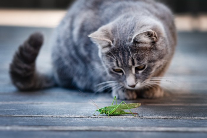 虫を凝視する猫