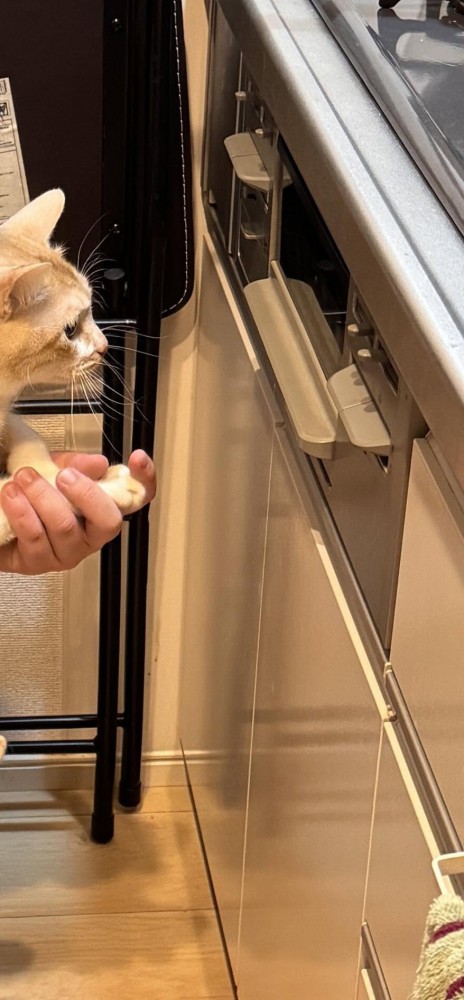 魚焼きグリルを見ている猫