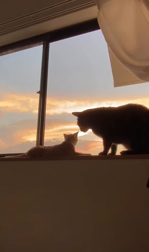 窓際で外を見つめる子猫を見つめる猫