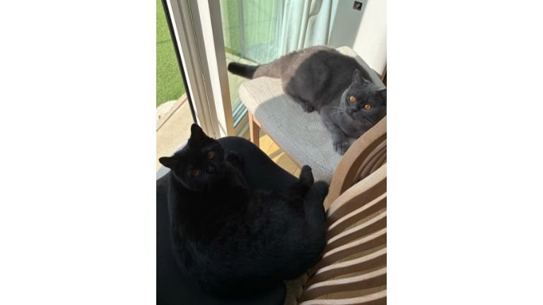 椅子の上の猫