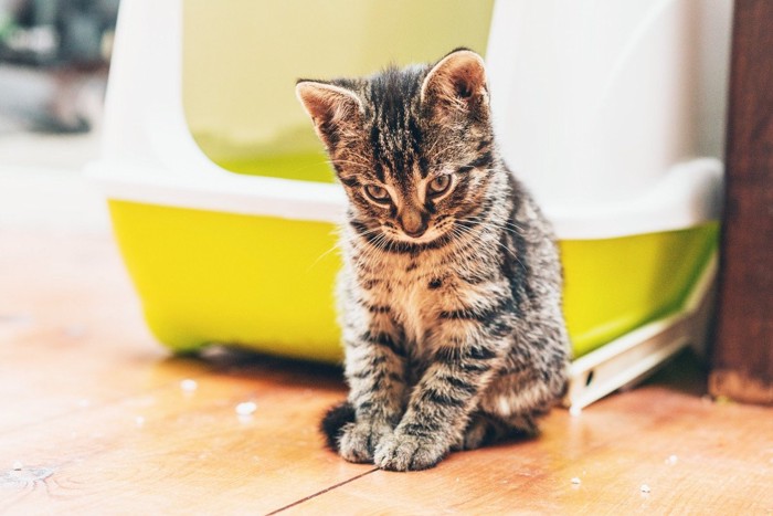 猫トイレの前でしかめ面の子猫