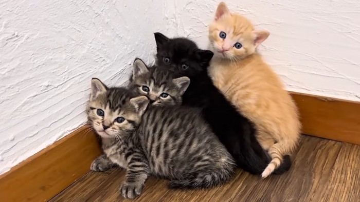 4匹の子猫たちが縦に重なって固まる様子