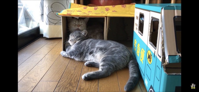 毛づくろいする猫