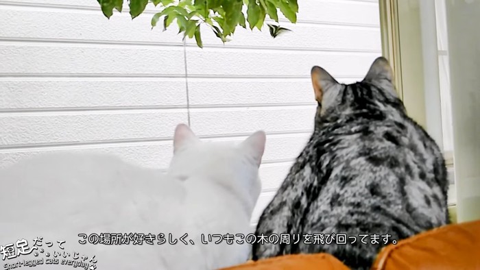 葉っぱの近くを飛ぶ蝶を見る2匹の猫