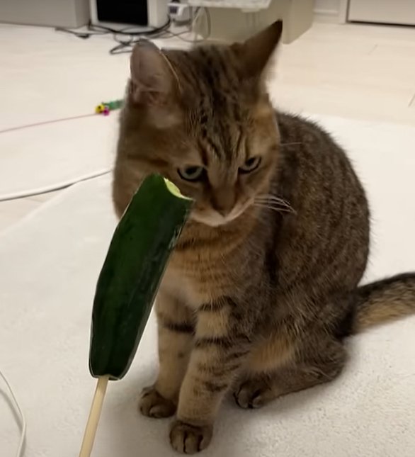 きゅうりから斜め左に顔を背ける猫