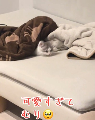 上目遣いの猫