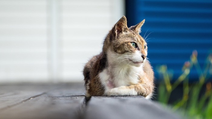 座っている高齢の猫