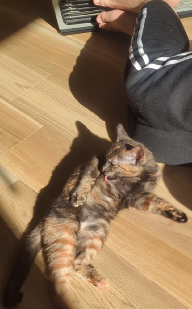 毛繕いをするサビ猫