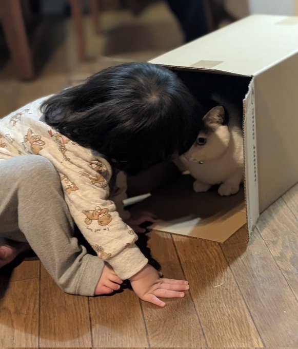 ダンボールの中にいる猫を覗き込む子ども