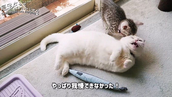 白猫と子猫