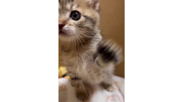 ダンボールに入っている子猫