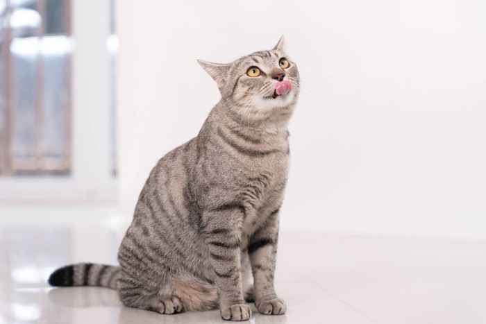 食後の猫