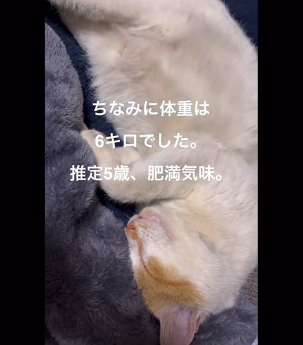 寝ている猫の顔