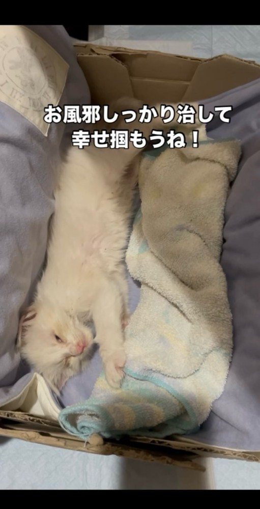 安心した表情で寝る子猫