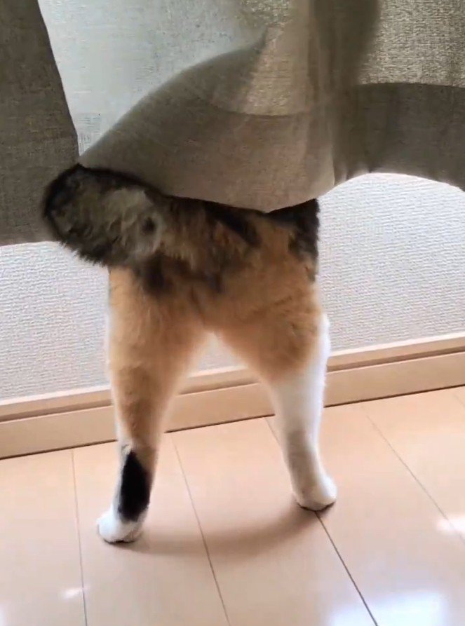 窓の外に夢中になっている猫