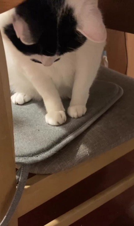 椅子の上から床を見る猫