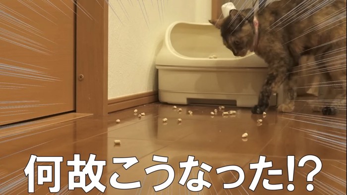 トイレの中を覗く猫