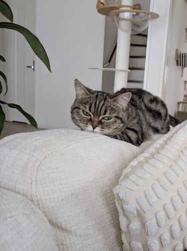 近づいてきた飼い主を見つめるミヌエット