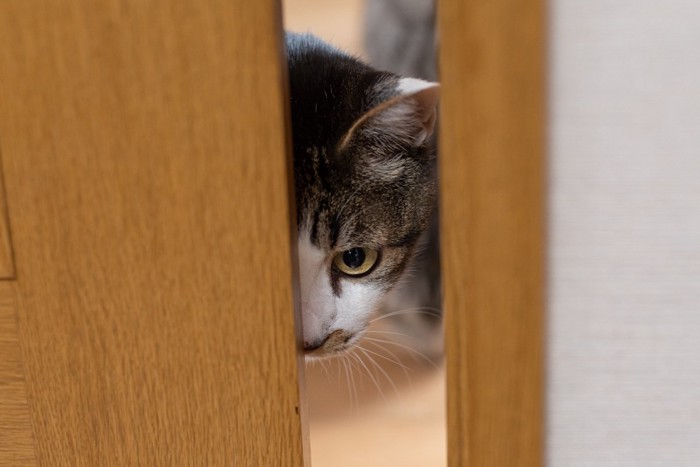 ドアの隙間から観察する猫