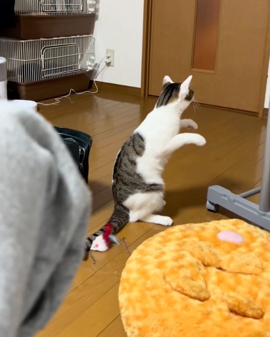座る猫