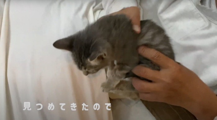 持ち上げられる猫