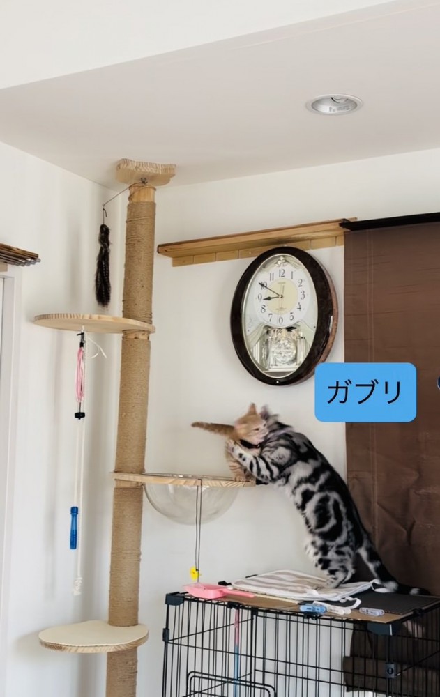子猫の首に噛み付くアメリカンショートヘア