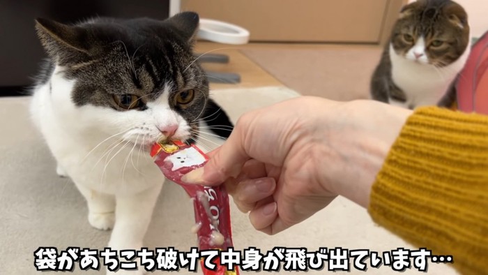 ちゅーるをくわえる猫とちゅーるを持つ人の手