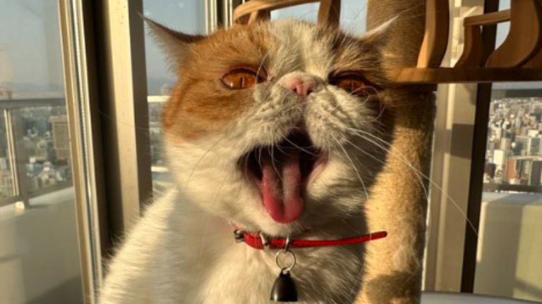 鳴いている猫
