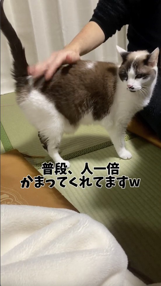 旦那さんに撫でられる猫