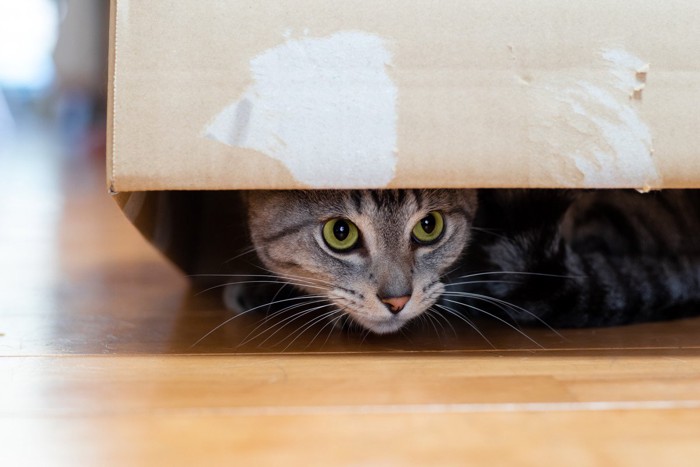 隠れる猫