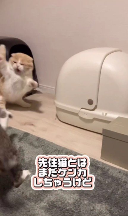 ケンカする猫