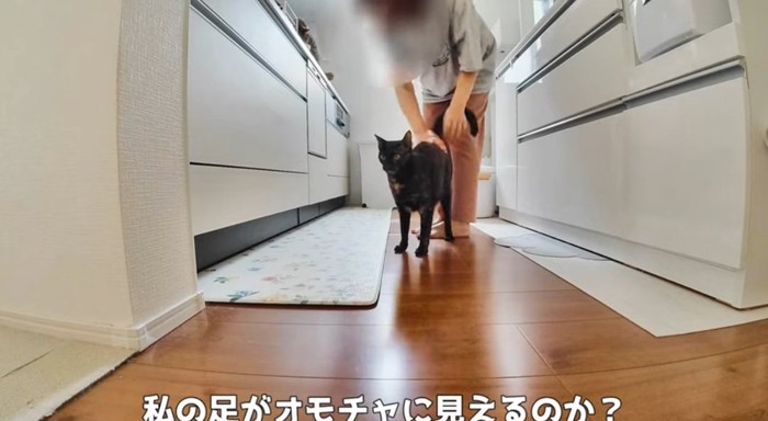 足元の猫