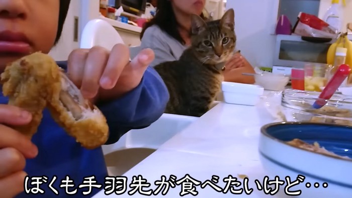 おかずを見る猫