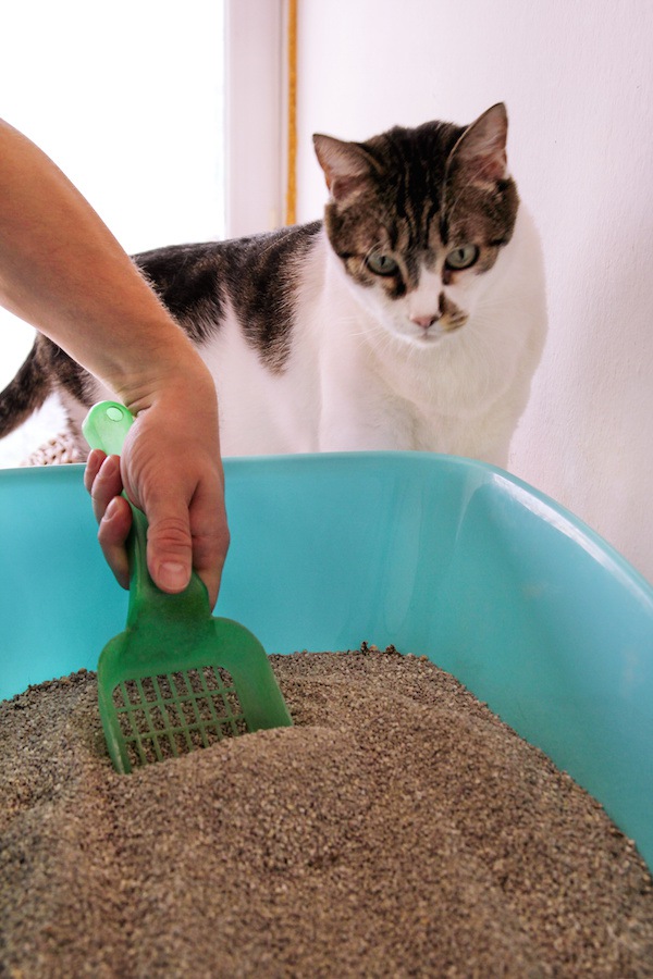 トイレ掃除する人を見る猫