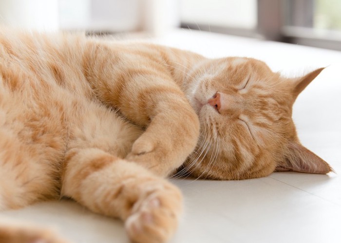 気持ちよさそうに寝ている猫