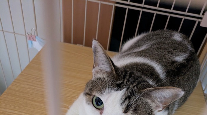 くつろぐ猫