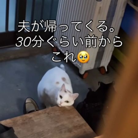 台にあごと左頬を寄せる猫