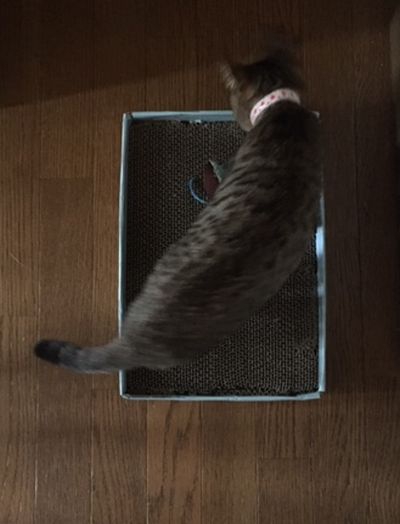 猫が爪を研いでいる