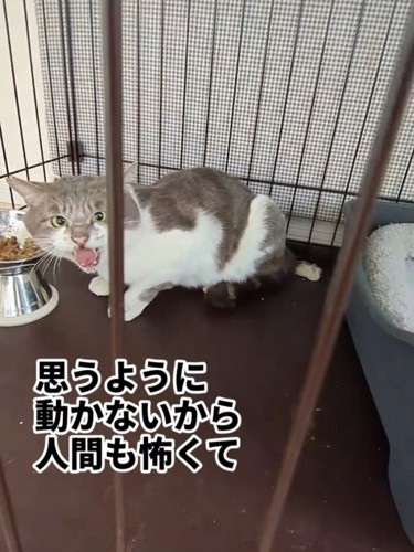 威嚇する猫