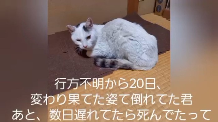 やせている猫