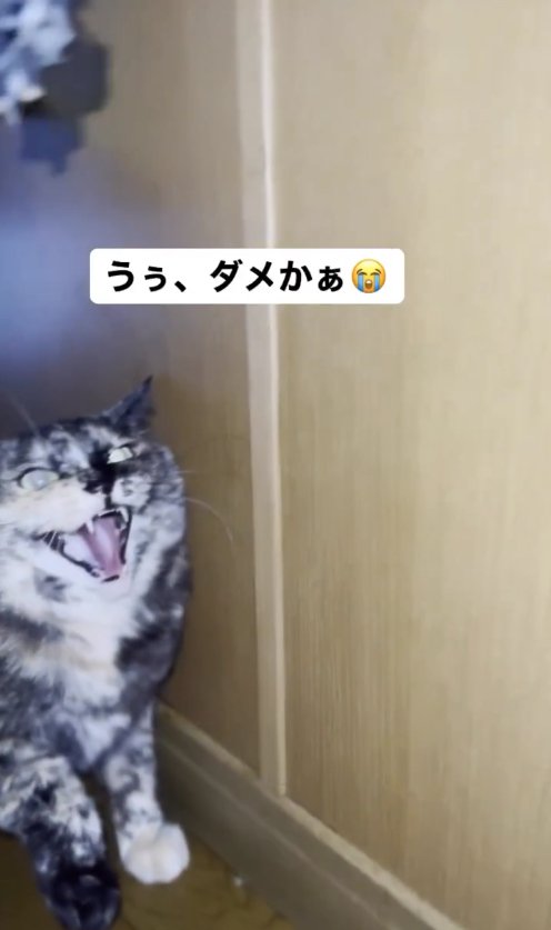 壁際で威嚇するサビ猫「うぅ、ダメかぁ」