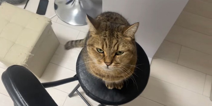 椅子の上で飼い主を見る猫