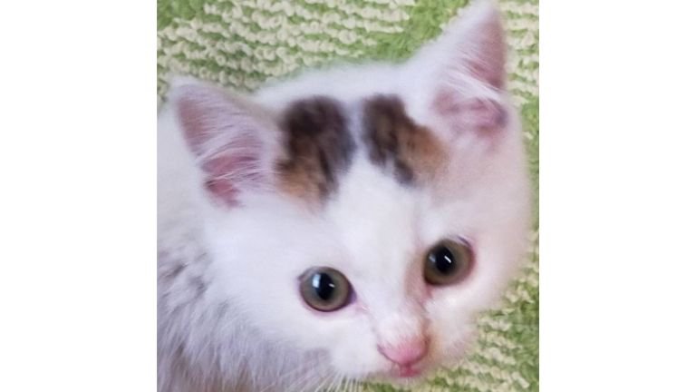 子猫の顔