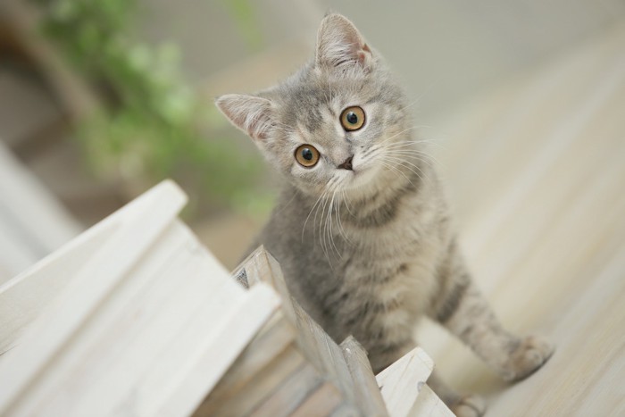 部屋の中を歩く子猫